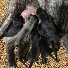 Female 1 - Black female Cane Corso puppy in Cashion, Oklahoma from APEXOK Cane Corsos LLC