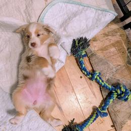 Girl 2 - Red merle female Australian Shepherd puppy in Cherry Grove, Oregon from TLC Dream and Pureland Australian Shepherds
