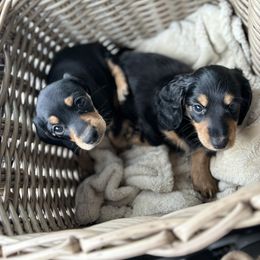 Maverick - Black and tan Dachshund puppy in Fitzgerald, Georgia from Brooke Haven Dachshunds