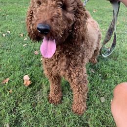 Alfie - Goldendoodle