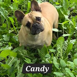 Candy - French Bulldog