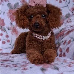 Bambi - Red female Maltipoo puppy in Crestview, Florida from Little Cupcakes and Little Pumpkins Maltipoos