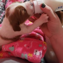Clumber Spaniel and Irish Red and White Setter Puppies from NyaStar & Chequamegon