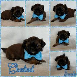 Chestnut - Sable male Shih Tzu puppy in Yelm, Washington from Lala's All Star Shih Tzu