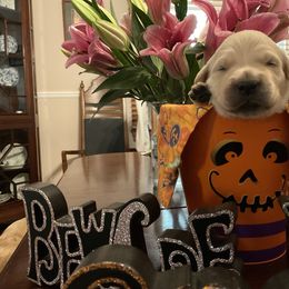 Golden Retriever Puppies from Tupelo Honey Farm's Golden Retrievers