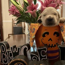 Golden Retriever Puppies from Tupelo Honey Farm's Golden Retrievers