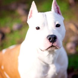 Champion Brat  - American Staffordshire Terrier