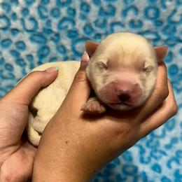 AKC Maui - White male Siberian Husky puppy in Centreville, Maryland from Huskies By the Bay