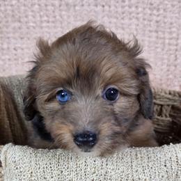 Sable - Sable female Aussiedoodle puppy in Haleyville, Alabama from The Cuddly Dood Ranch