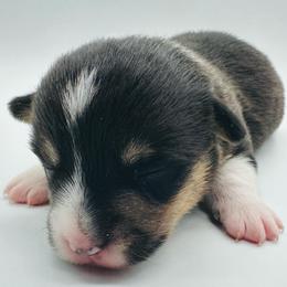 Lulu - Black and tan female Pembroke Welsh Corgi puppy in Aumsville, Oregon from West Coast Corgi