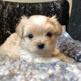 Mi-Ki Puppies from Rare Gem Mi-Ki’s LTD