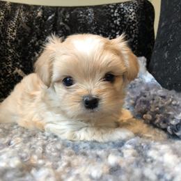 Mi-Ki Puppies from Rare Gem Mi-Ki’s LTD