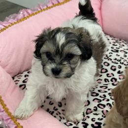 Bentley - Black & white male Maltipoo puppy in Tomball, Texas from Angela Hurd's Maltipoos