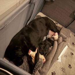 Black male 3 - Black male Labrador Retriever puppy in Menifee, California from The Golden Leash Kennels