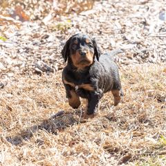 Girl 1 - Black and tan Gordon Setter puppy in Linden, Pennsylvania from Blue Ribbon Setters