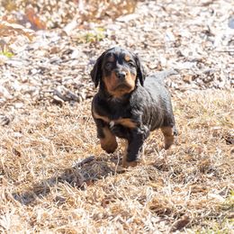 Girl 1 - Black and tan Gordon Setter puppy in Linden, Pennsylvania from Blue Ribbon Setters