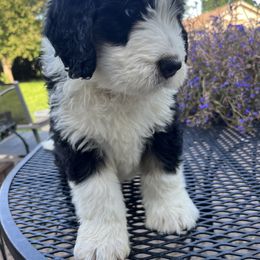 Bernedoodle Puppies from Busacker Babies