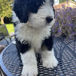 Bernedoodle Puppies from Busacker Babies