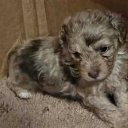 Boy 1 - Red merle male Aussiedoodle puppy in Junction, Utah from Sugar Doodles