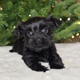 Luna - Parti female Yorkshire Terrier puppy in Mountain Grove, Missouri from Precious Puppies