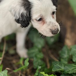 Companion Cross Puppies from Mandala Dogs