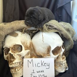 Mickey - Yellow male Labrador Retriever puppy in Braselton, Florida from Cedar Creek Labradors