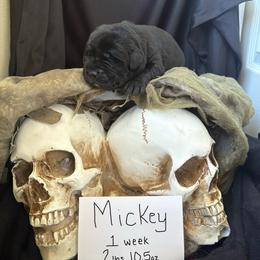 Mickey - Yellow male Labrador Retriever puppy in Braselton, Florida from Cedar Creek Labradors