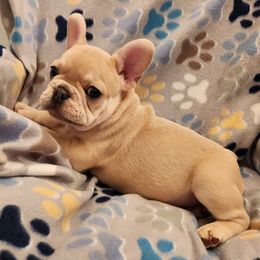 Boston Terrier and French Bulldog Puppies from Blue Skies Frenchies Florida