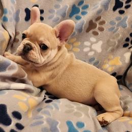 Boston Terrier and French Bulldog Puppies from Blue Skies Frenchies Florida