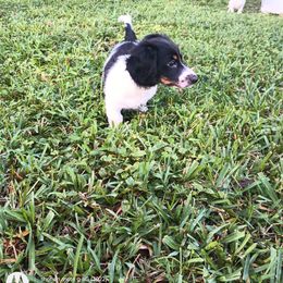 Dachshund Puppies from Miami piebald Dapple Dachshunds