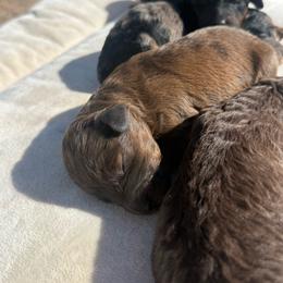 Pickle - Merle male Springerdoodle puppy in Clifton, Idaho from Little Mountain Springers, Springerdoodles & Poodles