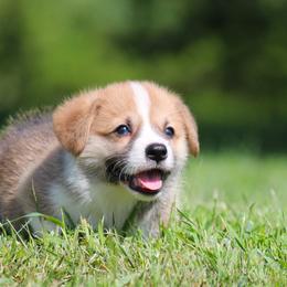 Sawyer - Red male Pembroke Welsh Corgi puppy in Fort Madison, Iowa from Bellwether Acres