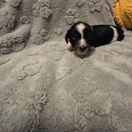Grey - Piebald male Dachshund puppy in Mulberry, Florida from J's Mini Dachshunds