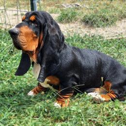 Groot - Basset Hound