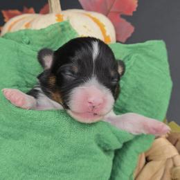 Arwen(1950.00)(please check spam for emails from us) - Black and tan female Pembroke Welsh Corgi puppy in Dickeyville, Wisconsin from J&R Shepherds & Corgis