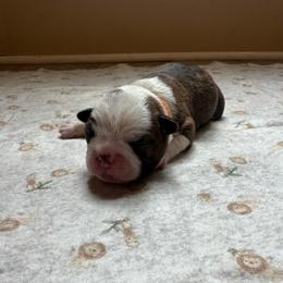 Orange collar - Brindle and white male Boston Terrier puppy in Winnie, Texas from Tina Terry's Boston Terriers