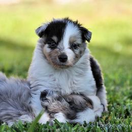 Australian Shepherd Puppies from Dovehawk Australian Shepherds