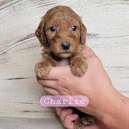 Charlie (Pink Collar) - Red  female Goldendoodle puppy in Scurry, Texas from 07 Seven Oaks Goldens and Doodles