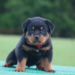 Hermès - Black and mahogany male Rottweiler puppy in Uniontown, Alabama from CedarBluff Rottweilers