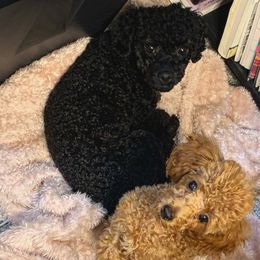 Poodles from Gabrielle’s AKC Toy Poodles