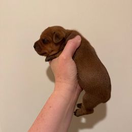 Royce - Stag red Miniature Pinscher puppy in Eatonton, Georgia from TNT Puppies