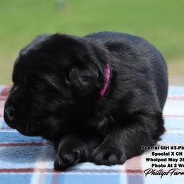 Special Girl 3 Pink Collar - Black female Labrador Retriever puppy in Point, Texas from Lakylu Kennels