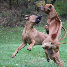 Rhodesian Ridgeback Puppies from Supernova Ridgebacks