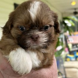 Red - Liver and white female Shih Tzu puppy in Statesboro, Georgia from Magnolia Small Breeds