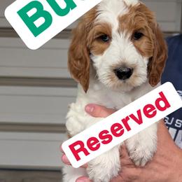 Bud - Parti male Goldendoodle puppy in Sioux Falls, South Dakota from Dolly's Doodles