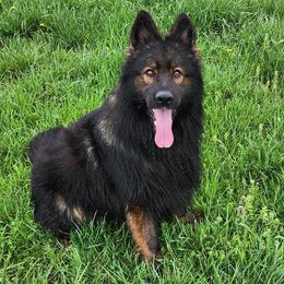 TITAN - German Shepherd