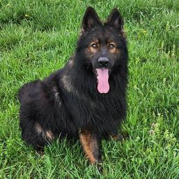 TITAN - German Shepherd