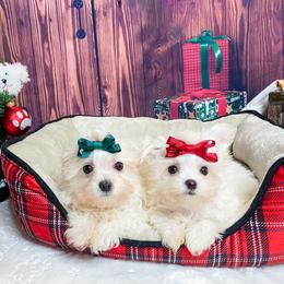 Mal-Shi and Maltese Puppies from Petite Pawz