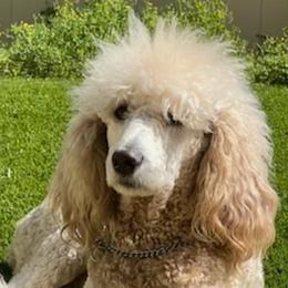 Dem - Poodle