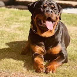 Azul - Rottweiler